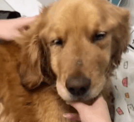 T1611005 Rescue dog.#rescue #rescueanimals #animals #pitiful #loveanimals part2