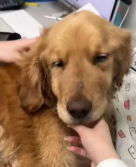 T1611005 Rescue dog.#rescue #rescueanimals #animals #pitiful #loveanimals part2