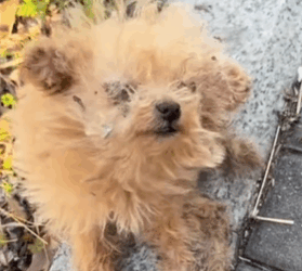 T1611008 He caught my hesitation his trust #dog #straydog #rescuedog part2