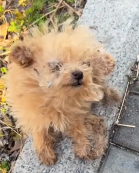 T1611008 He caught my hesitation his trust #dog #straydog #rescuedog part2