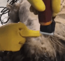 T1611007 Is dog It clearly blanket can walk #dog #straydog part2