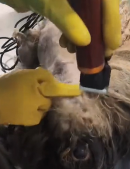 T1611007 Is dog It clearly blanket can walk #dog #straydog part2