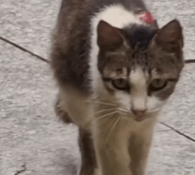 T1611011 Rescue cat #rescue #animals #adoptdontshop #petlover #cat #cutecat part2