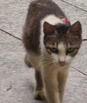 T1611011 Rescue cat #rescue #animals #adoptdontshop #petlover #cat #cutecat part2