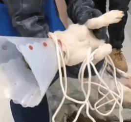 T1611010 Rescue dog #rescue #animals #adoptdontshop #petlover #dog #cutedog part2