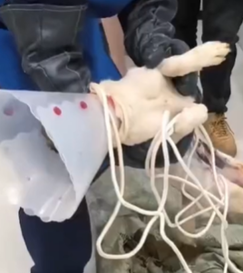 T1611010 Rescue dog #rescue #animals #adoptdontshop #petlover #dog #cutedog part2