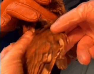 T1511021 Rescued a bird rescue _rescueanimals _animals _fyp _bird _owl part2