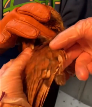 T1511021 Rescued a bird rescue _rescueanimals _animals _fyp _bird _owl part2