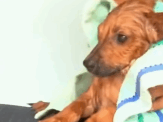 T1211027 dog has cold lying in snow part2