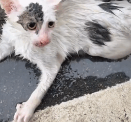 T1611013 Rescue cat #rescue #animals #adoptdontshop #petlover #cat #cutecat part2