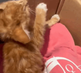 T1611012 Rescue cat #rescue #animals #adoptdontshop #petlover #cat #cutecat part2