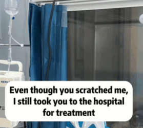 T1611014 Rescue cat #rescue #animals #adoptdontshop #petlover #cat #cutecat part2