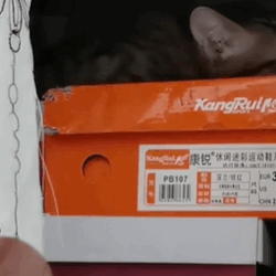 T1611017 Rescue cat #rescue #animals #adoptdontshop #petlover #cat #cutecat part2