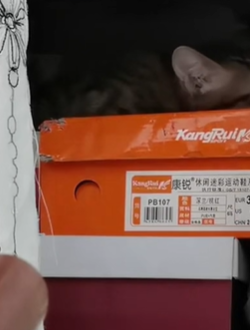 T1611017 Rescue cat #rescue #animals #adoptdontshop #petlover #cat #cutecat part2