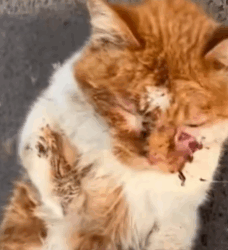 T1611015 Rescue cat#rescue #animals #adoptdontshop #petlover #cat #cutecat part2