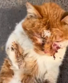 T1611015 Rescue cat#rescue #animals #adoptdontshop #petlover #cat #cutecat part2