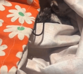 T1611029 Rescue cat #rescue #animals #adoptdontshop #petlover #cat #cutecat part2