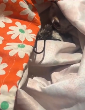 T1611029 Rescue cat #rescue #animals #adoptdontshop #petlover #cat #cutecat part2