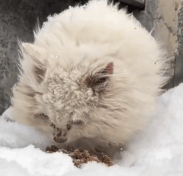 T1611018 Rescue cat #rescue #animals #adoptdontshop #petlover #cat #cutecat part2