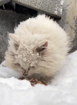 T1611018 Rescue cat #rescue #animals #adoptdontshop #petlover #cat #cutecat part2