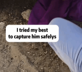 T1611016 Rescue cat #rescue #animals #adoptdontshop #petlover #cat #cutecat part2