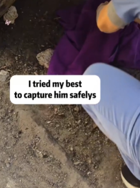 T1611016 Rescue cat #rescue #animals #adoptdontshop #petlover #cat #cutecat part2