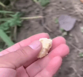 T1611019 Rescue cat #rescue #animals #adoptdontshop #petlover #cat #cutecat part2