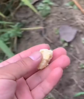 T1611019 Rescue cat #rescue #animals #adoptdontshop #petlover #cat #cutecat part2