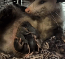 T1511022 Rescued a weak opossum and then _animals _animalsoftiktok _rescueanimal part2