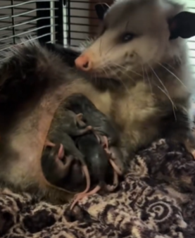 T1511022 Rescued a weak opossum and then _animals _animalsoftiktok _rescueanimal part2