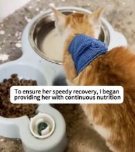 T2111053 Found an injured stray cat curled up on highway #cat #catsoftiktok part2