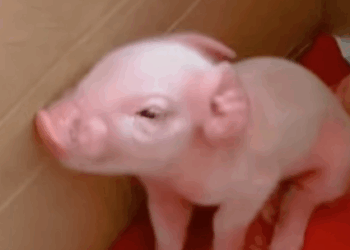 T1211002 cute animals part2