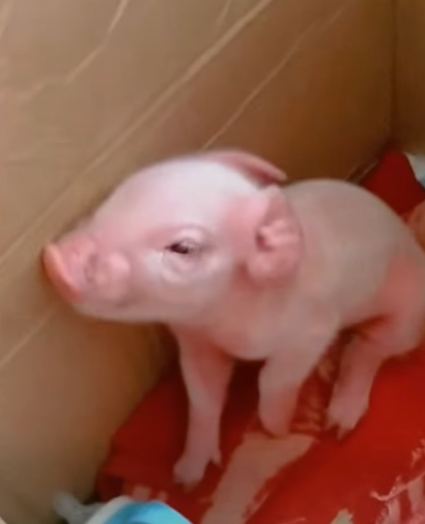 T1211002 cute animals part2