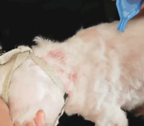 T1611020 Rescue dog #rescue #animals #adoptdontshop #petlover #dog #cutedog part2