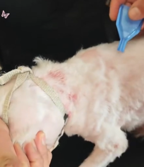 T1611020 Rescue dog #rescue #animals #adoptdontshop #petlover #dog #cutedog part2