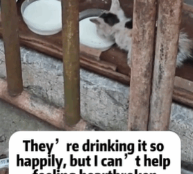 T1611021 Rescued stray cats. #rescue #animals #adoptdontshop #petlover #cat part2