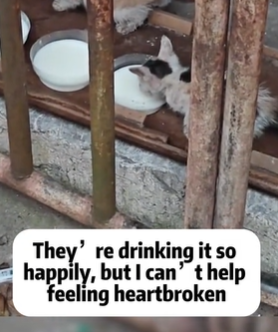 T1611021 Rescued stray cats. #rescue #animals #adoptdontshop #petlover #cat part2