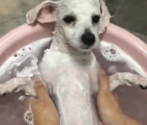 T1611022 found long haired mop like dog under car, then #dog part2