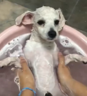 T1611022 found long haired mop like dog under car, then #dog part2