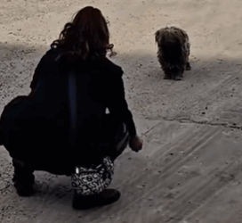 T1611026 Rescue stray dog #rescue #animals #adoptdontshop #petlover #dog part2