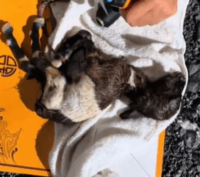 T1611025 Rescue sheep #rescue #animals #adoptdontshop #petlover #sheep #cute…part2