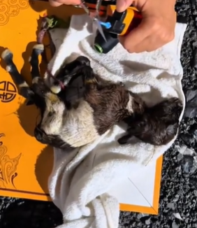 T1611025 Rescue sheep #rescue #animals #adoptdontshop #petlover #sheep #cute…part2