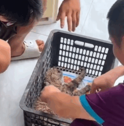 T1611024 Rescue cat #rescue #animals #adoptdontshop #petlover #cat #cutecat part2