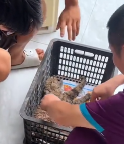 T1611024 Rescue cat #rescue #animals #adoptdontshop #petlover #cat #cutecat part2