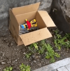 T1611023 Rescue dog #rescue #animals #adoptdontshop #petlover #dog #cutedog part2