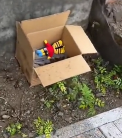 T1611023 Rescue dog #rescue #animals #adoptdontshop #petlover #dog #cutedog part2