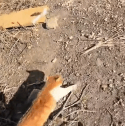 T1611027 Rescue cat #rescue #animals #adoptdontshop #petlover #cat #cutecat part2