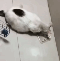 T1611030 Rescue cat #rescue #animals #adoptdontshop #petlover #cat #cutecat part2