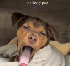 T1511023 Rescued dog that fell into sewer rescue save puppy dog animal part2