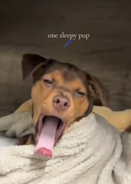 T1511023 Rescued dog that fell into sewer rescue save puppy dog animal part2